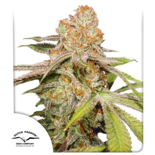 Mac #1 Auto Feminised Seeds - 100