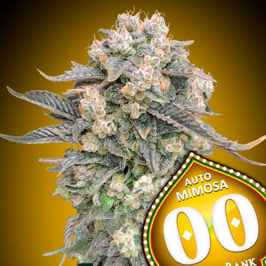 Mimosa Auto Feminised Seeds - 5