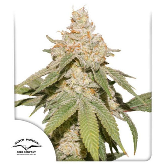 SFV OG Auto Feminised Seeds - 7