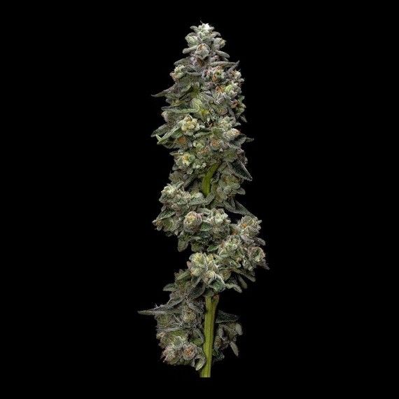 Bakers Delight Auto Feminised Seeds - 6