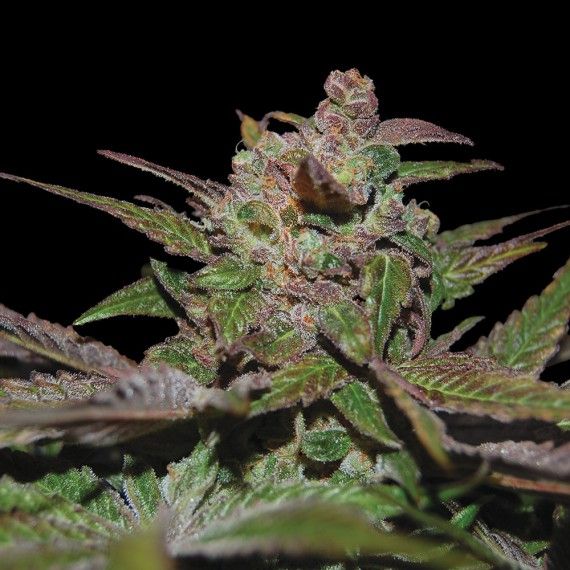 Purple Wreck Auto Feminised Seeds - 6