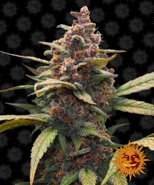 Ayahuasca Purple Feminised Seeds - 5