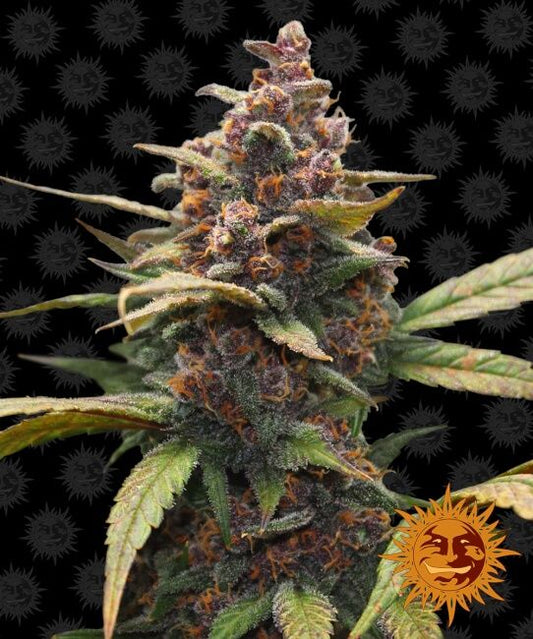 Ayahuasca Purple Feminised Seeds - 5