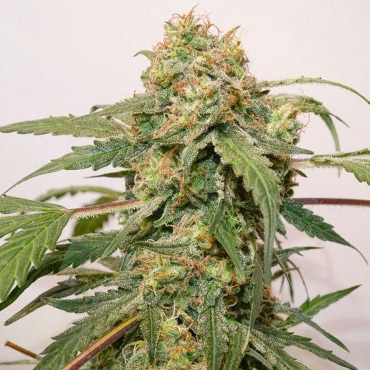 Kerosene Krash Auto Feminised Seeds - 3