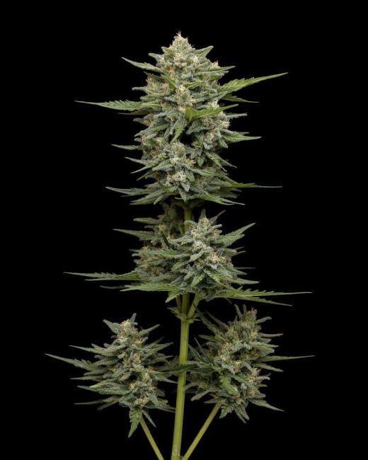 Vanilla Latte Auto Feminised Seeds - 5