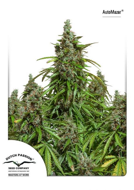 Mazar Auto Feminised Seeds - 3