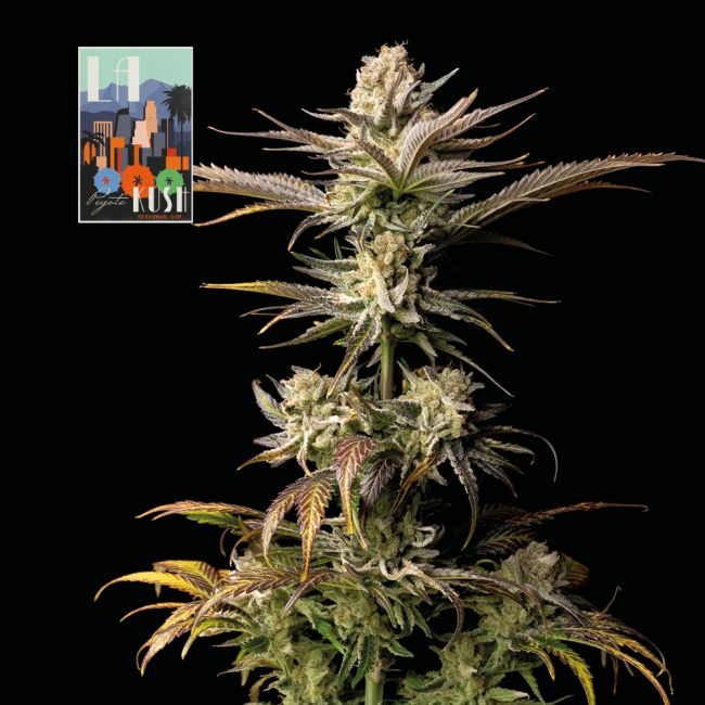 L.A. Peyote Kush Feminised Seeds - 3