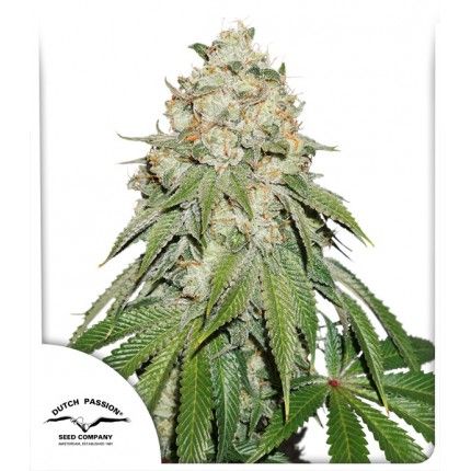 Banana Blaze Feminised Seeds - 5