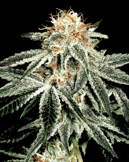 White Widow Feminised Seeds - 10