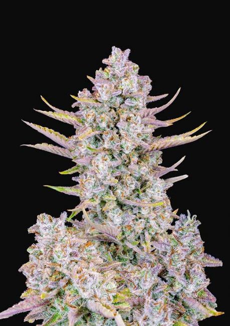 Purple Punch Auto Feminised Seeds - 5