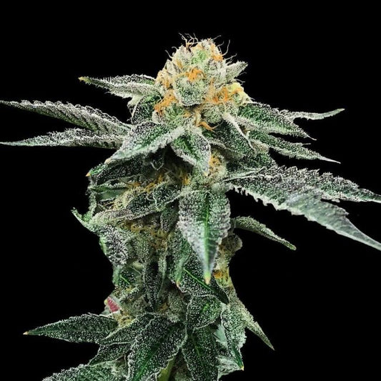 Kosher Cookies Feminised Seeds - 3