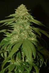 Holy Grail Kush Feminised Seeds - 3