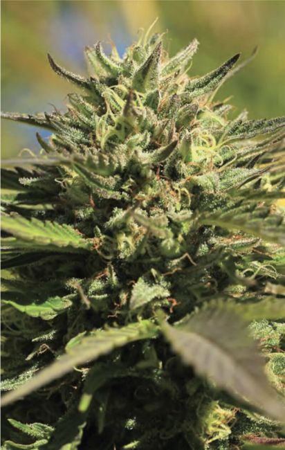 OG Kush Feminised Seeds  -5