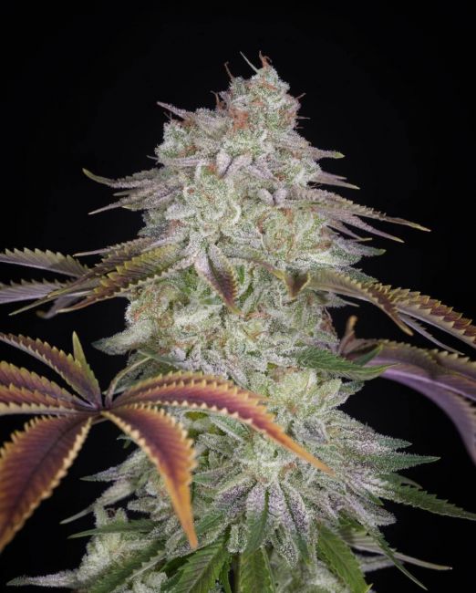 AlienZ Feminised Seeds - 10