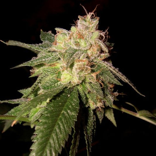 OG Kush Feminised Seeds - 3