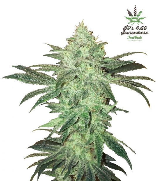 Stardawg Auto Feminised Seeds - 5