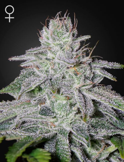 Franco's Lemon Cheese Feminised Seeds - 10