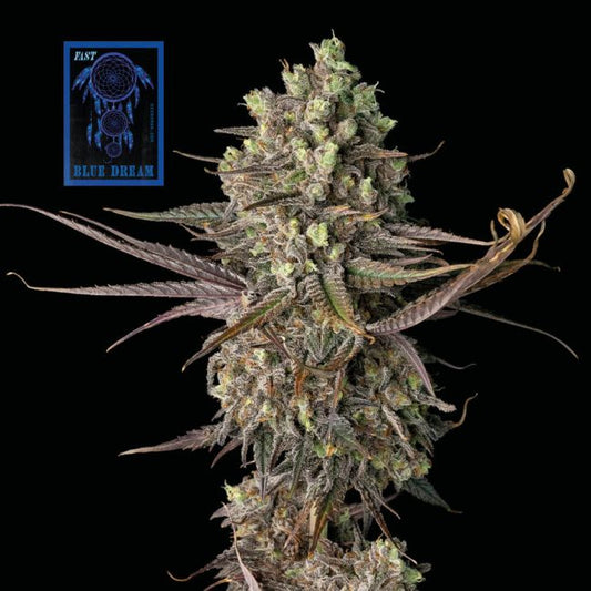 Blue Dream FAST Feminised Seeds - 5