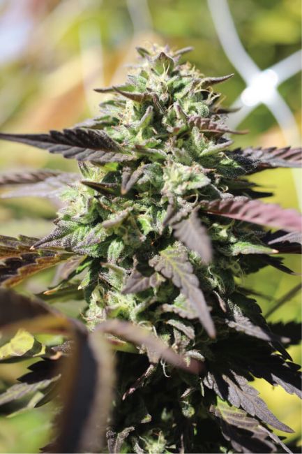 Chunkadelic Auto Feminised Seeds - 5