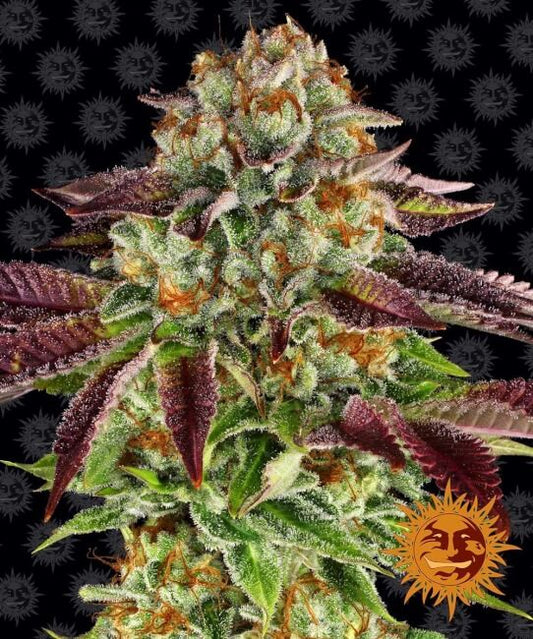 Biscotti Mintz Feminised Seeds - 5