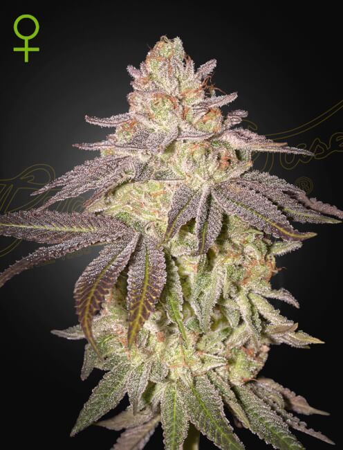 Black Toffee Auto Feminised Seeds - 10