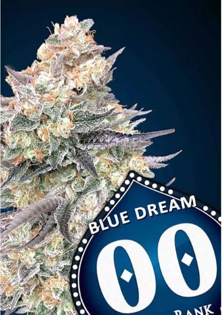 Blue Dream FAST Feminised Seeds - 5