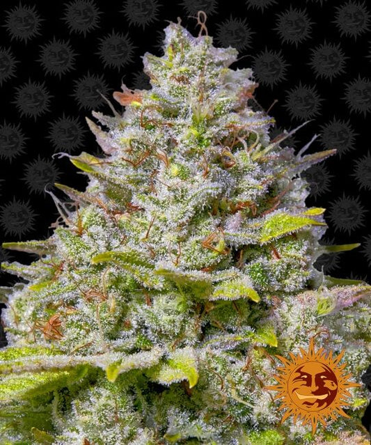 Blue Gelato 41 Feminised Seeds - 5