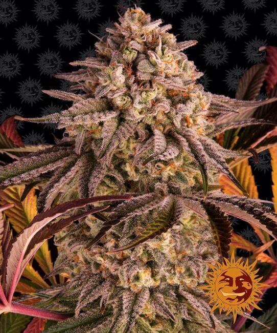 Blue Sunset Sherbert Feminised Seeds - 5