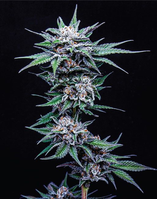 Blueberry Pancakes Feminised Seeds - 5