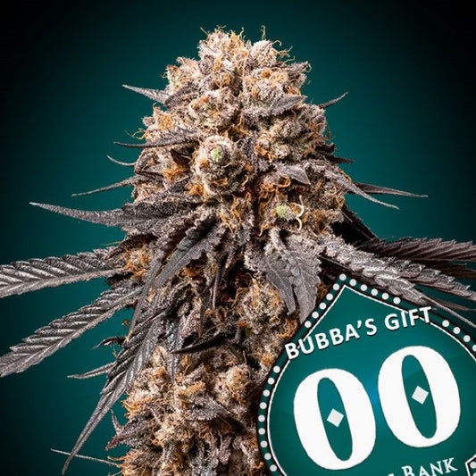 Bubba's Gift Feminised Seeds - 5