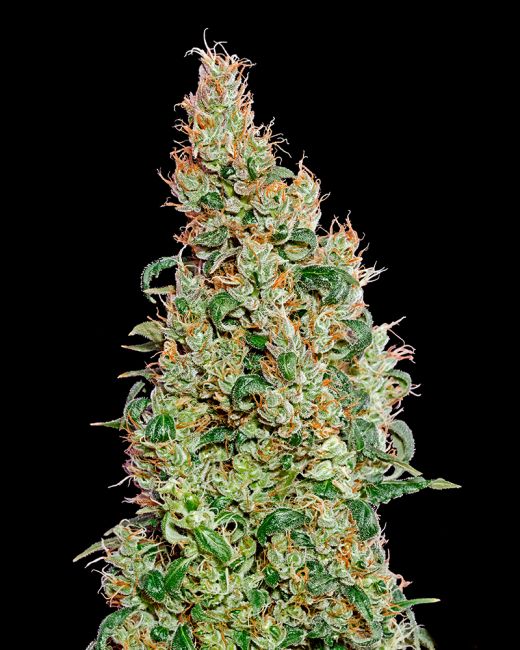 Green-O-Matic Auto Feminised Seeds - 3