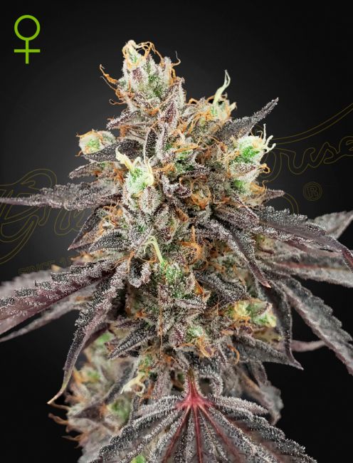 Gelato 41 x Gelato 41 Auto Feminised Seeds - 10