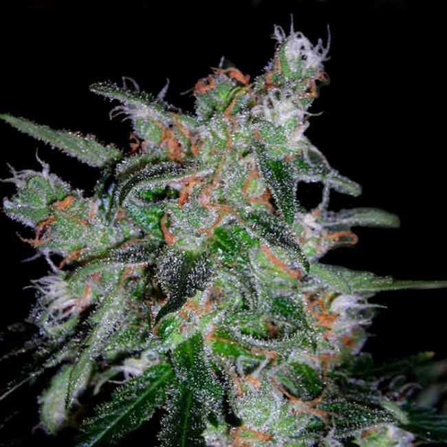 60 Day Lemon Auto Feminised Seeds - 3