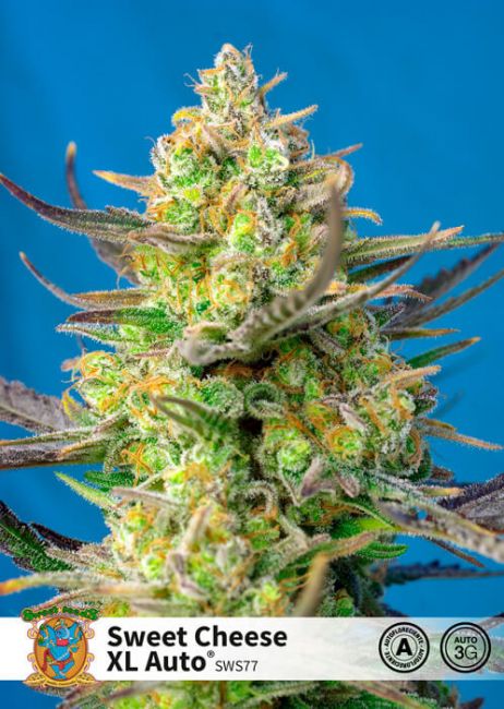 Sweet Cheese XL Auto Feminised Seeds - 5