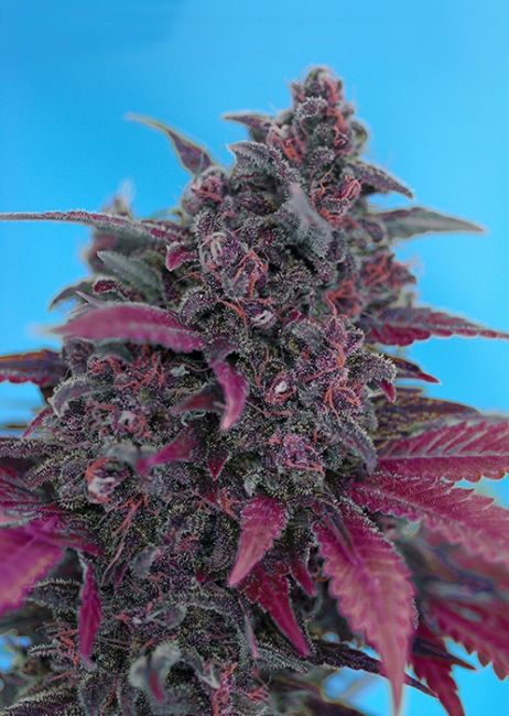 Dark Devil Auto Feminised Seeds - 3