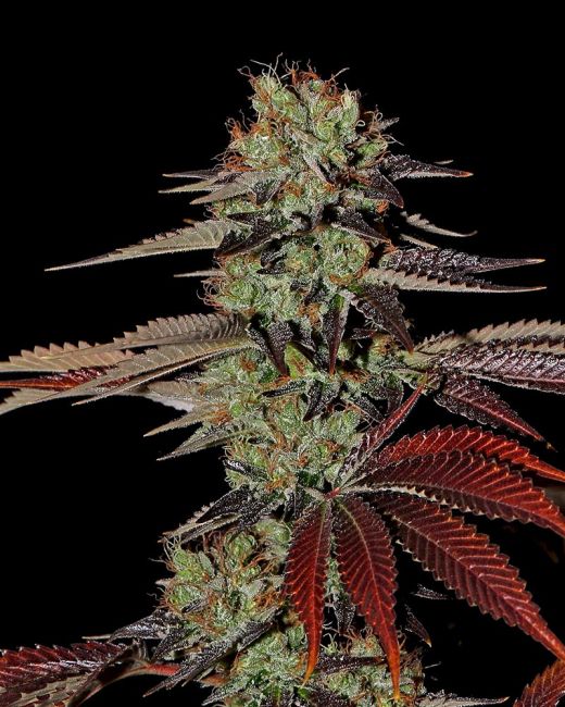 King's Kush Auto Feminised Seeds - 10