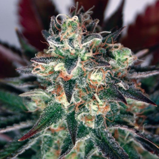 Critical Relief CBD Feminised Seeds - 5