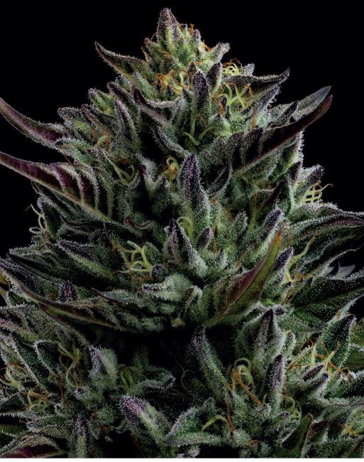 California Octane Feminised Seeds - 5