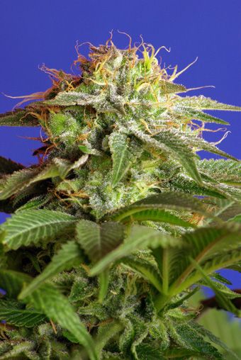 Green Poison Feminised Seeds - 3