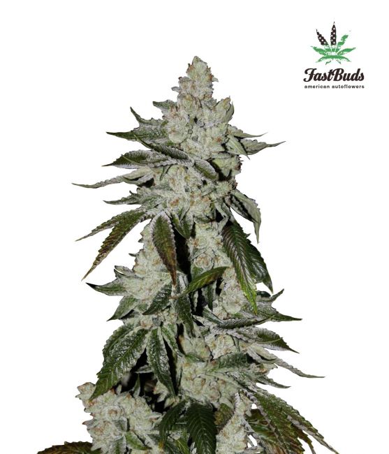 Girl Scout Cookies Auto Feminised Seeds - 5