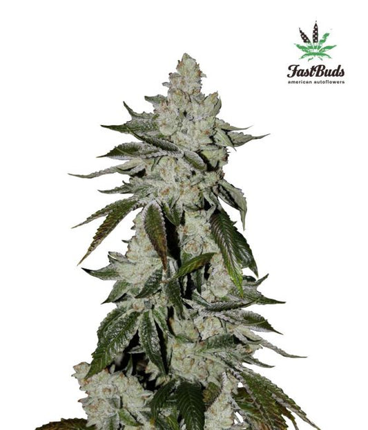 Girl Scout Cookies Auto Feminised Seeds - 3