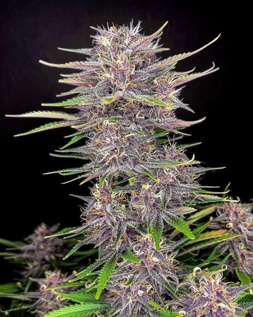 Banana Purple Punch Auto Feminised Seeds - 5