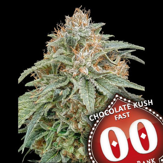 Chocolate Kush FAST Feminised Seeds - 5