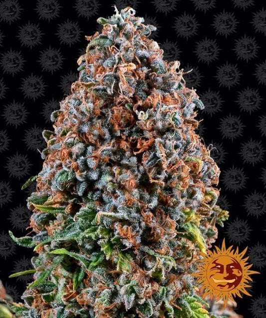 Critical Kush Feminised Seeds - 5