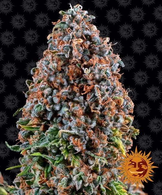 Critical Kush Feminised Seeds - BULK x 25