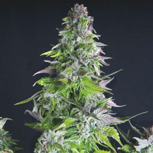 Romulan Feminised Seeds - 5