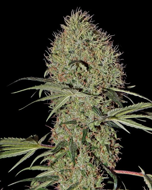 Super Bud Auto Feminised Seeds - 5