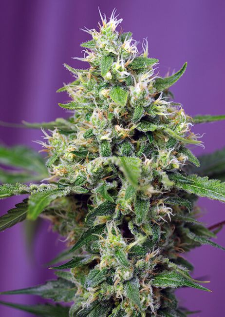 Sweet Amnesia Haze XL Auto Feminised Seeds - 3