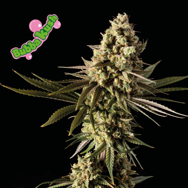 Bubba Kush Feminised Seeds - 5