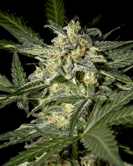 White Widow Auto Feminised Seeds - 10